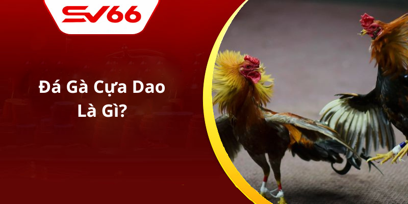 Đá Gà Cựa Dao Là Gì
