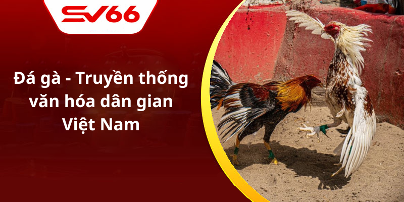 Đá gà - Truyền thống văn hóa dân gian Việt Nam