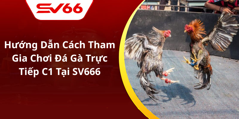 Hướng Dẫn Cách Tham Gia Chơi Đá Gà Trực Tiếp C1 Tại SV666