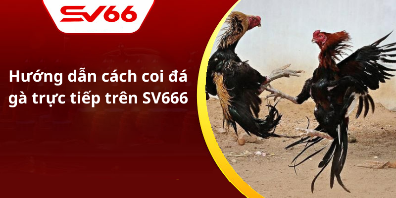 Hướng dẫn cách coi đá gà trực tiếp trên SV666