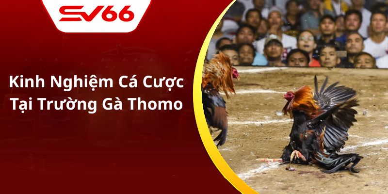 Kinh Nghiệm Cá Cược Tại Trường Gà Thomo