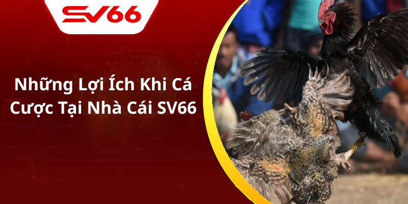 Những Lợi Ích Khi Cá Cược Tại Nhà Cái SV66