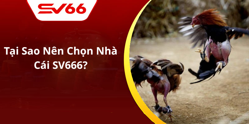 Tại Sao Nên Chọn Nhà Cái SV666