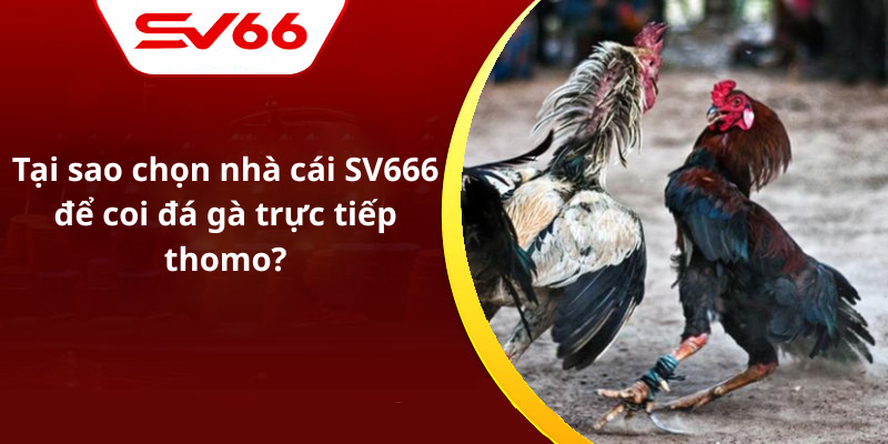 Tại sao chọn nhà cái SV666 để coi đá gà trực tiếp thomo