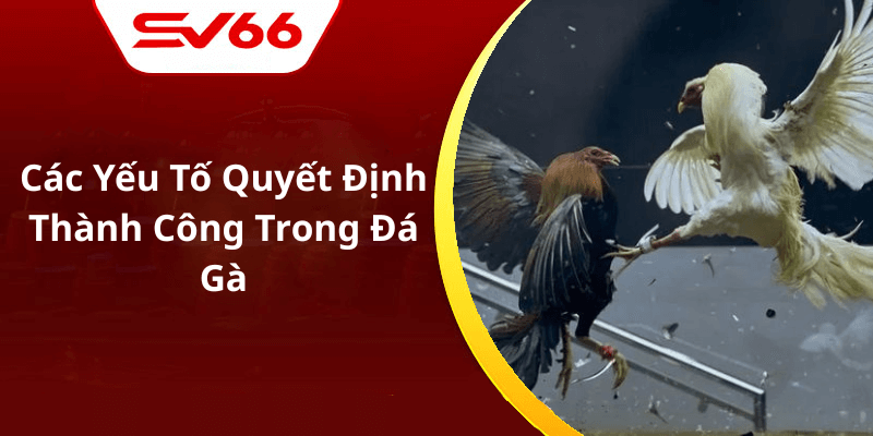 Các Yếu Tố Quyết Định Thành Công Trong Đá Gà