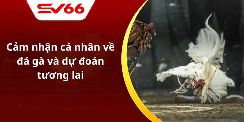 Cảm nhận cá nhân về đá gà và dự đoán tương lai