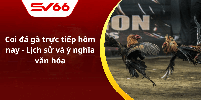 Coi đá gà trực tiếp hôm nay - Lịch sử và ý nghĩa văn hóa