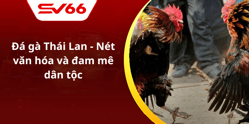 Đá gà Thái Lan - Nét văn hóa và đam mê dân tộc