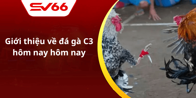 Giới thiệu về đá gà C3 hôm nay hôm nay