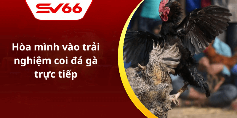 Hòa mình vào trải nghiệm coi đá gà trực tiếp
