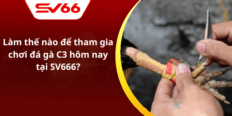 Làm thế nào để tham gia chơi đá gà C3 hôm nay tại SV666