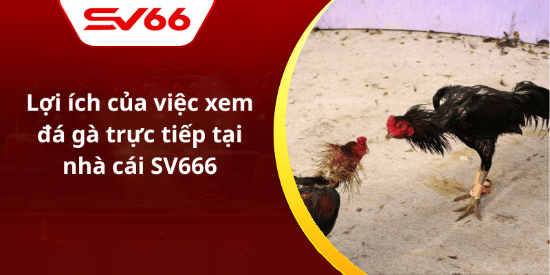 Lợi ích của việc xem đá gà trực tiếp tại nhà cái SV666