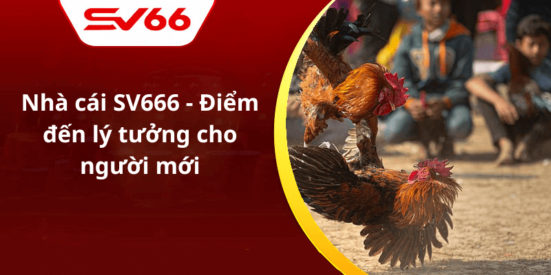 Nhà cái SV666 - Điểm đến lý tưởng cho người mới