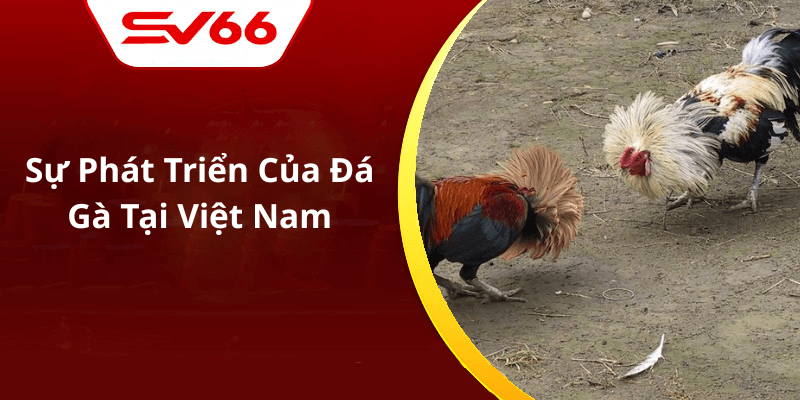 Sự Phát Triển Của Đá Gà Tại Việt Nam
