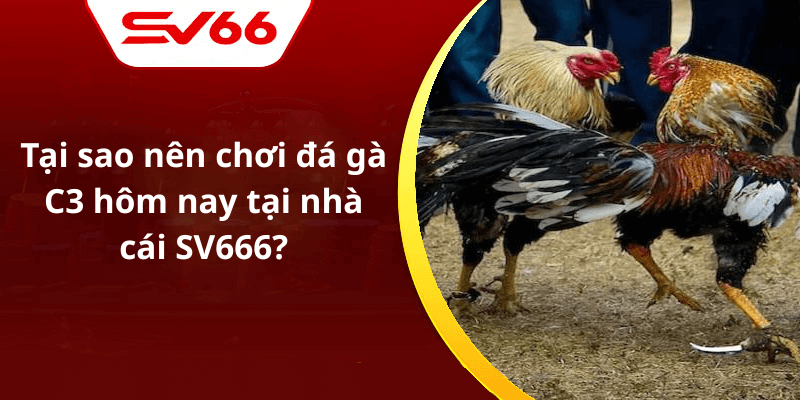 Tại sao nên chơi đá gà C3 hôm nay tại nhà cái SV666