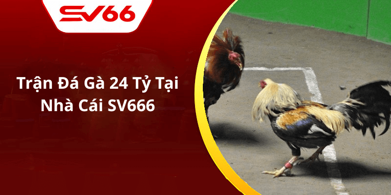 Trận Đá Gà 24 Tỷ Tại Nhà Cái SV666