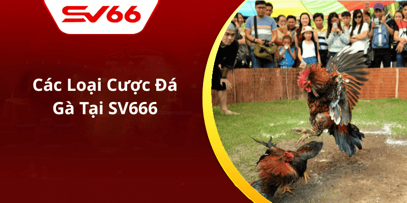 Các Loại Cược Đá Gà Tại SV666