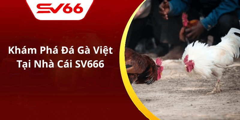 Khám Phá Đá Gà Việt Tại Nhà Cái SV666