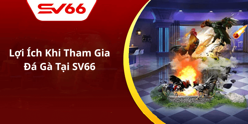 Lợi Ích Khi Tham Gia Đá Gà Tại SV66