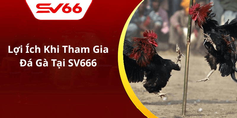 Lợi Ích Khi Tham Gia Đá Gà Tại SV666
