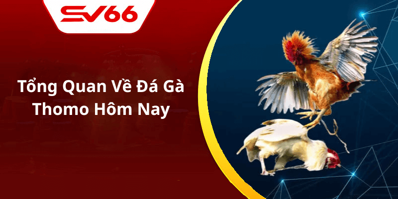 Tổng Quan Về Đá Gà Thomo Hôm Nay