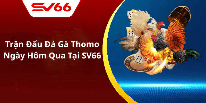 Trận Đấu Đá Gà Thomo Ngày Hôm Qua Tại SV66