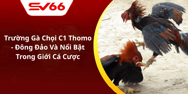 Trường Gà Chọi C1 Thomo - Đông Đảo Và Nổi Bật Trong Giới Cá Cược