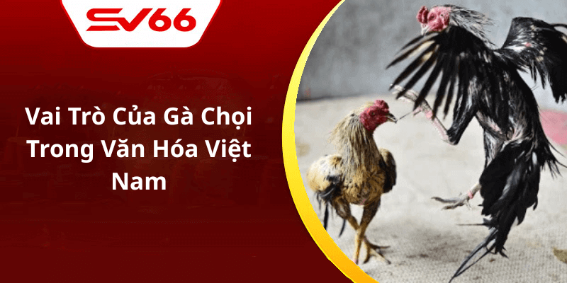 Vai Trò Của Gà Chọi Trong Văn Hóa Việt Nam