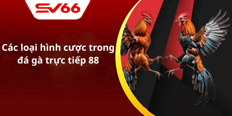 Các loại hình cược trong đá gà trực tiếp 88