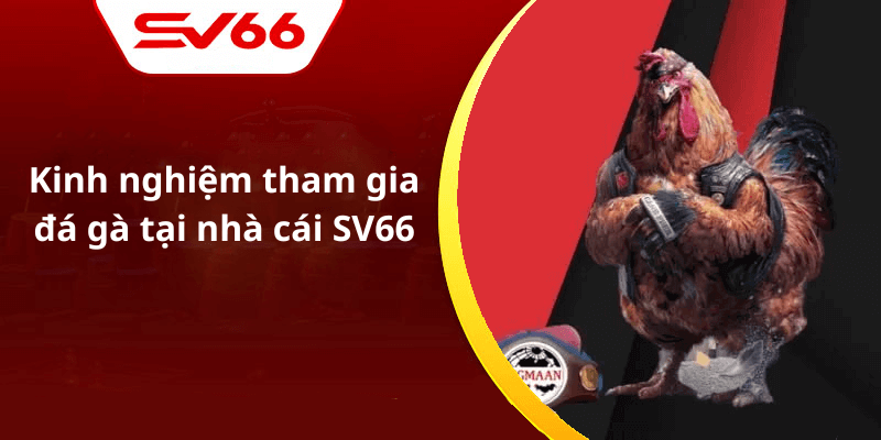 Kinh nghiệm tham gia đá gà tại nhà cái SV66