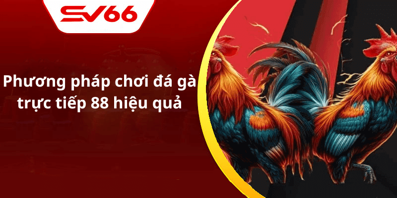 Phương pháp chơi đá gà trực tiếp 88 hiệu quả
