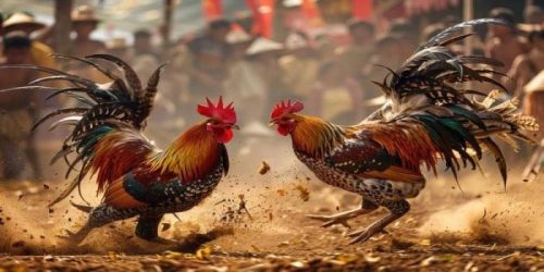 Những Kỹ Thuật Nuôi và Huấn Luyện Gà Chọi