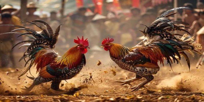 Những Kỹ Thuật Nuôi và Huấn Luyện Gà Chọi