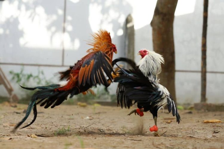 Các Tác Động Của Chơi Đá Gà Đối Với Người Chơi